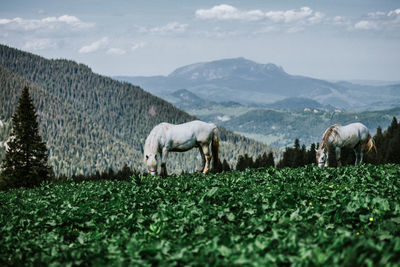 Horses grazing on field against sky