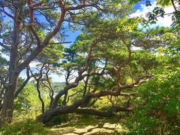 Low angle view of trees in forest