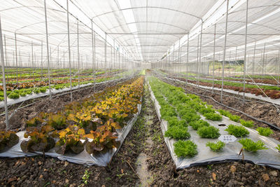 Plants growing in greenhouse