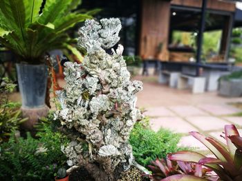 Close-up of plant