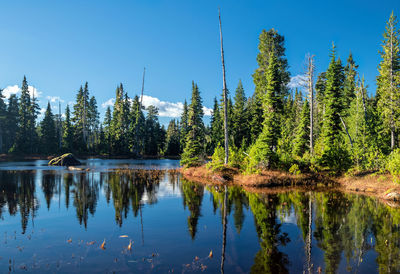 Panoramic view of pine trees in lake against sky