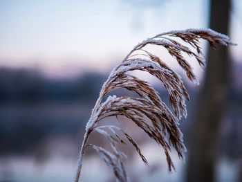 Close-up of stalks against blurred background