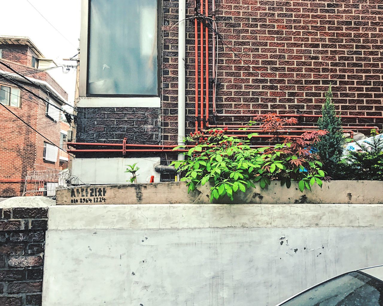 growth, plant, day, built structure, architecture, no people, brick wall, outdoors, nature, ivy