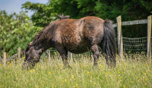 Horse in a field