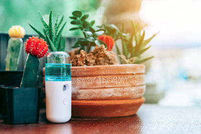 Close-up of potted plant on table