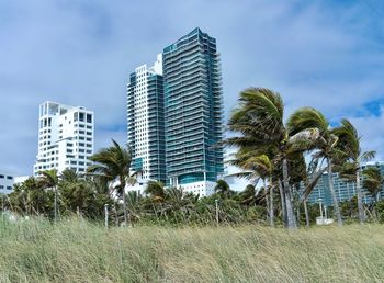 Palm trees by buildings against sky