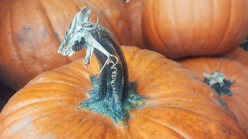 Close-up of pumpkin for sale at market stall