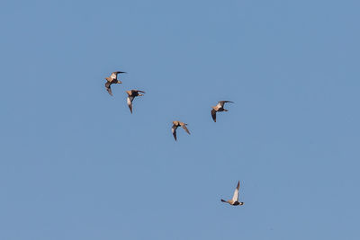 Low angle view of birds flying against clear blue sky