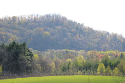 Scenic view of forest against sky