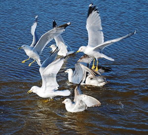 Seagulls flying over lake