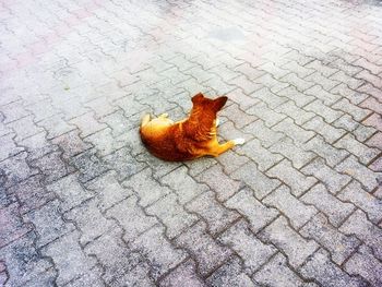 High angle view of cat sitting on street