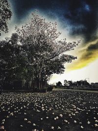 Tree against sky