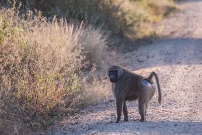 Monkeys on field