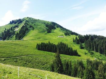 Scenic view of grassy field against sky