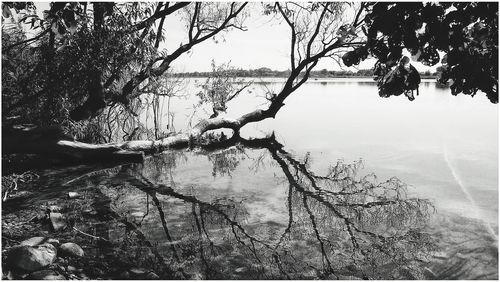 Bare tree by lake against sky