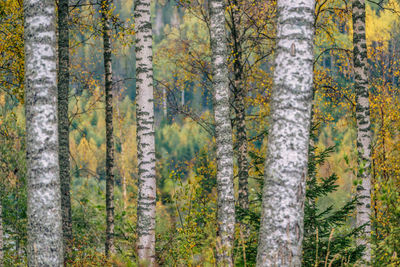 Full frame shot of trees in forest