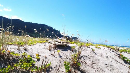 Scenic view of calm sea against clear sky