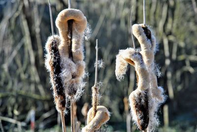 Close-up of dead plant on field