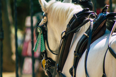 Close-up of horse