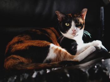 Close-up portrait of cat sitting on floor