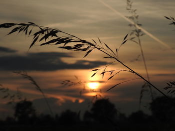 Silhouette of stalks against sunset sky