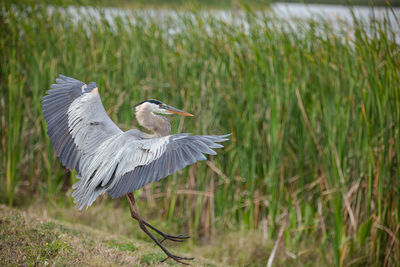 Great blue heron lands on the banks of the wetlands