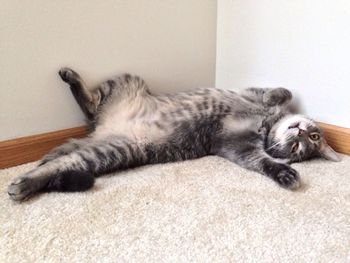 Lazy cat relaxing on bed against wall at home