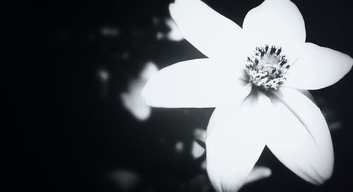 Close-up of flower over black background