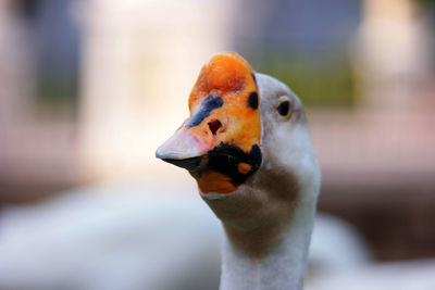 Close-up of a swan