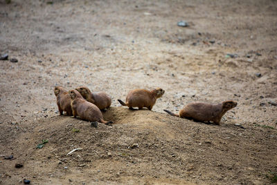High angle view of sheep on land