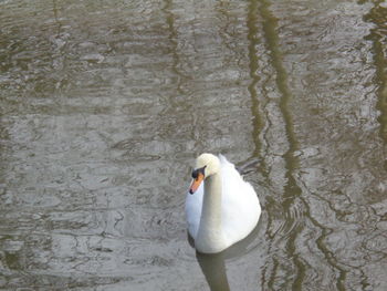 High angle view of swan swimming in lake