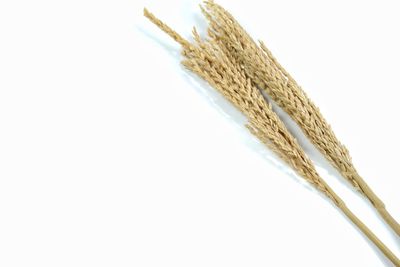 Close-up of rope against white background