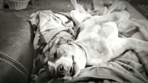 Close-up of dog sleeping on bed