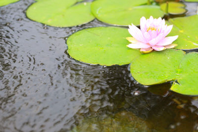 High angle view of lotus water lily in pond