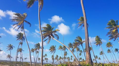 Low angle view of palm trees against blue sky