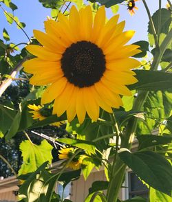 Close-up of sunflower blooming against sky