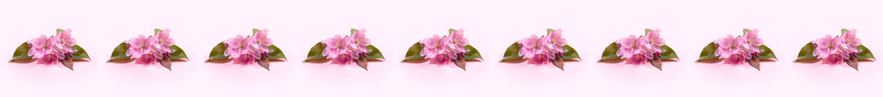 Wide floral banner with recurring pink cherry blossom flowers or apple trees on pink background.