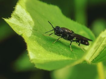 Close-up of fly on leaf