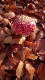 High angle view of mushroom on field during autumn