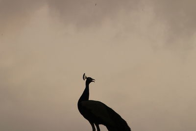 Side view of a bird