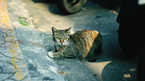 High angle portrait of cat sitting outdoors