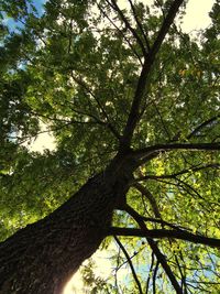 Low angle view of tree