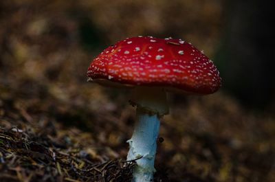 Close-up of fly agaric mushroom growing on field