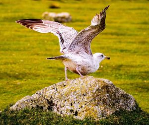 Close-up of gray heron flying