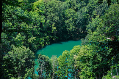 High angle view of trees in forest