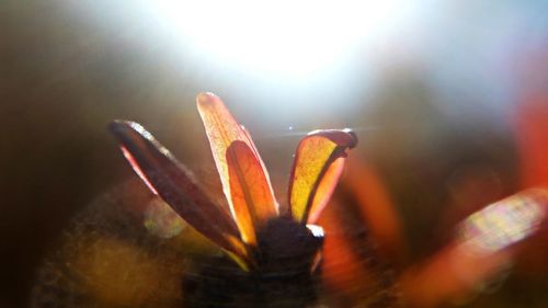 Close-up of spider web