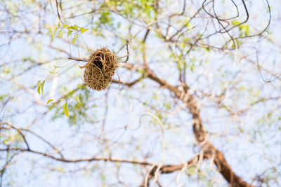 Low angle view of nest hanging from tree