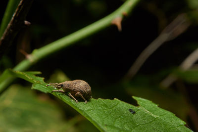 Close-up of insect on leaf