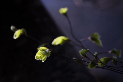 Close-up of plant growing outdoors