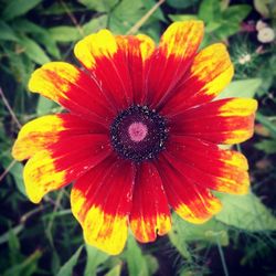 Close-up of red flower